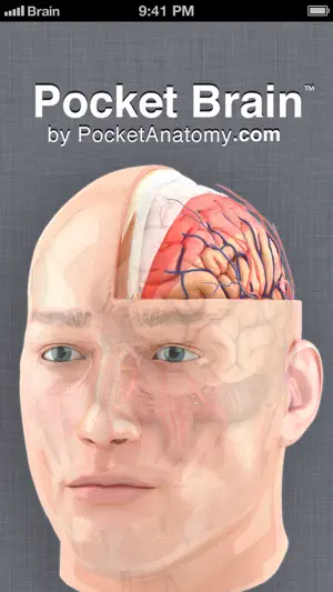 Pocket Brain - 交互式神经解剖学